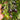 Brads Atomic Grape Heirloom Tomato, 20 Seeds