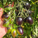 Brads Atomic Grape Heirloom Tomato, 20 Seeds