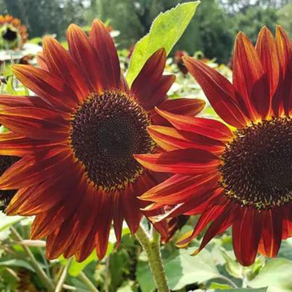 HEL23 Sunflower, 100 Seeds