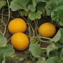 Jinxiangyu Muskmelon Seeds, 50 Seeds