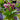 'Paco' Calla Lily, 18/20cm Circumference, 1 Bulb