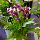 'Paco' Calla Lily, 18/20cm Circumference, 1 Bulb