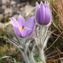 Pulsatilla chinensis Seeds, 20 Seeds