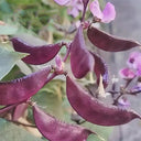 Xishuai Purple Hyacinth Bean Seeds, 10g