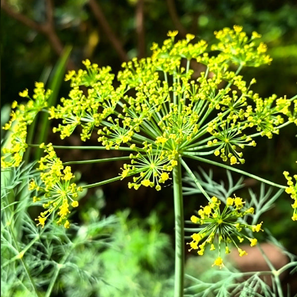 ANE02 Dill, 100 Seeds