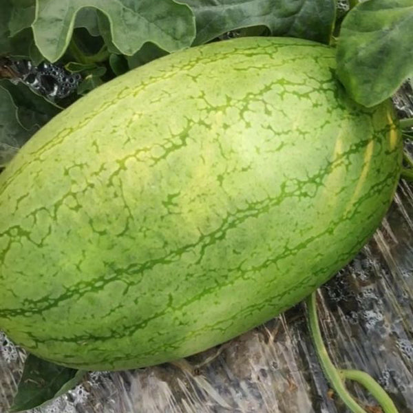 'Sweet Li' Yellow Flesh Watermelon Seeds, 20 Seeds