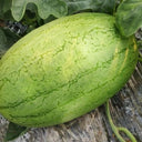 'Sweet Li' Yellow Flesh Watermelon Seeds, 20 Seeds