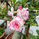 Mixed Color Desert Rose, 20 Seeds