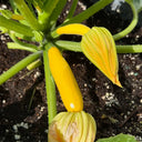 Imperial Concubine Zucchini Seeds, 15 Seeds
