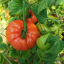 Giant Heirloom Pink Beefsteak Tomato Seeds, 20 Seeds