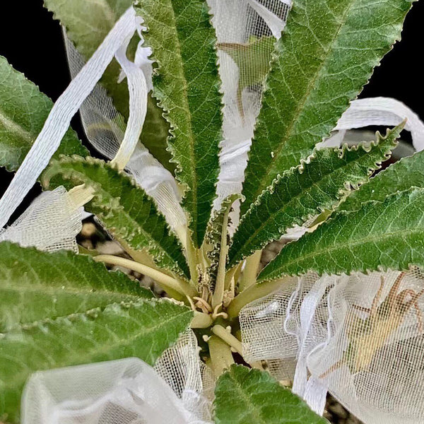 W955 Dorstenia crispa, 5 Seeds