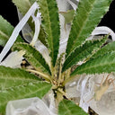 W955 Dorstenia crispa, 5 Seeds