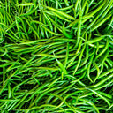 Xiangla No.6 Chili Pepper Seeds, 60 Seeds