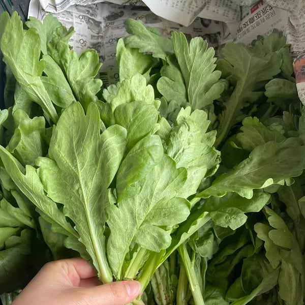 'Jiemei' Large-Leaf Garland Chrysanthemum Seeds, 10g