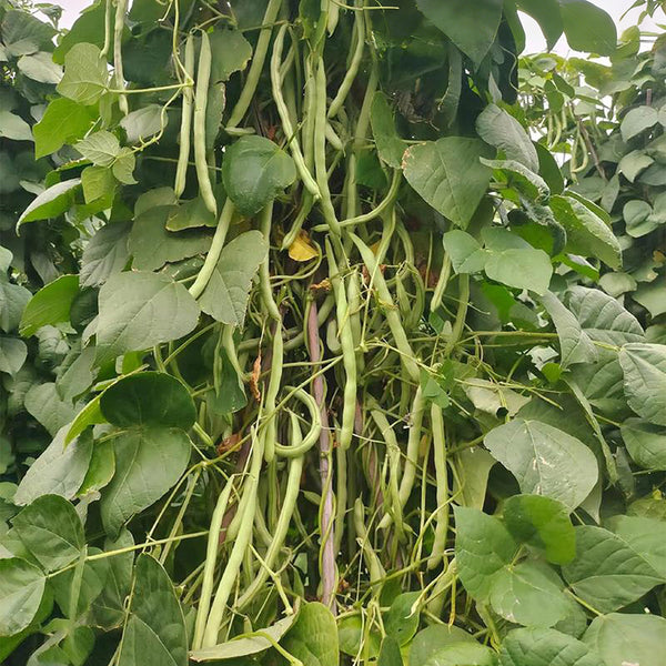 'Shuangqing No.38' Green Bean Seeds, 25g