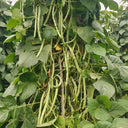 'Shuangqing No.38' Green Bean Seeds, 25g