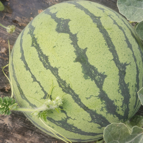 Rock Sugar Kirin No.3 Watermelon Seeds, pack of 50