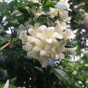 Orange Jasmine Seeds, 100 Seeds
