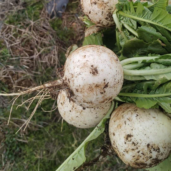 Crystal-clear White Radish Seeds, 10g