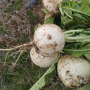 Crystal-clear White Radish Seeds, 10g