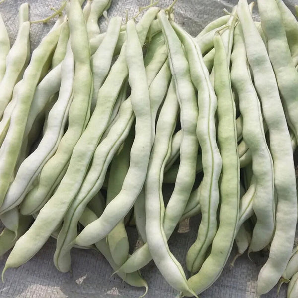 Huajun No.9 Kidney Bean Seeds, 10g