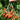 935 Centiflor Black Tomato, 5 Seeds