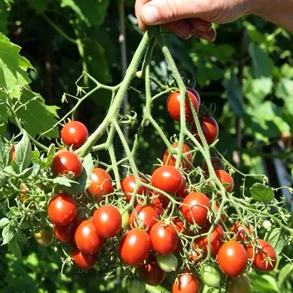 935 Centiflor Black Tomato, 5 Seeds