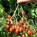 935 Centiflor Black Tomato, 5 Seeds