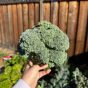 Broccoli Seeds, 50 Grams ≈ 13000~16500 Seeds
