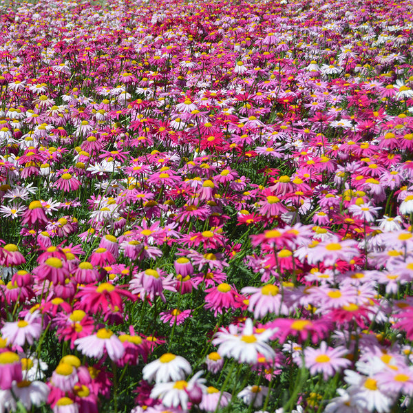 Pyrethrum, 200 Seeds