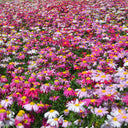 Pyrethrum, 200 Seeds