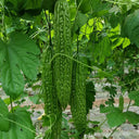 'Lvjinlong' Bitter Melon Seeds, 10g