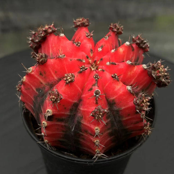 'Oil-Painted Peony' Red Live Cactus, 6-8cm