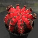 'Oil-Painted Peony' Red Live Cactus, 6-8cm