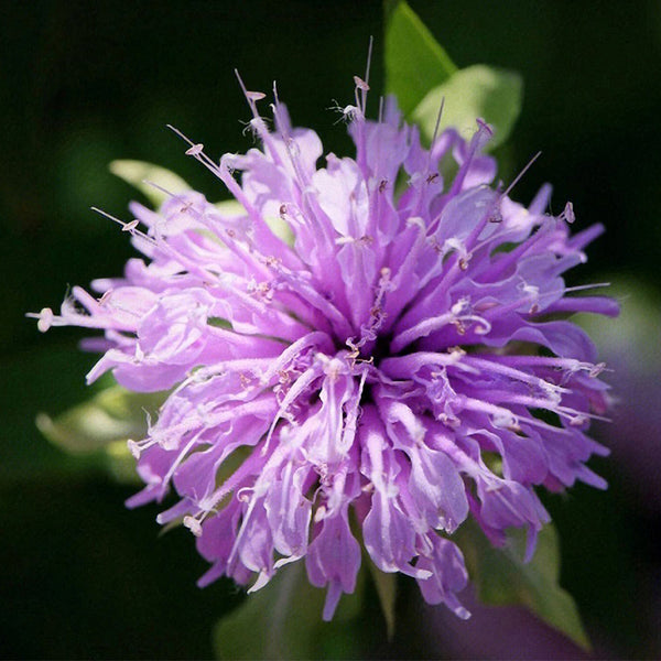 Monarda didyma Seeds, 100 Seeds
