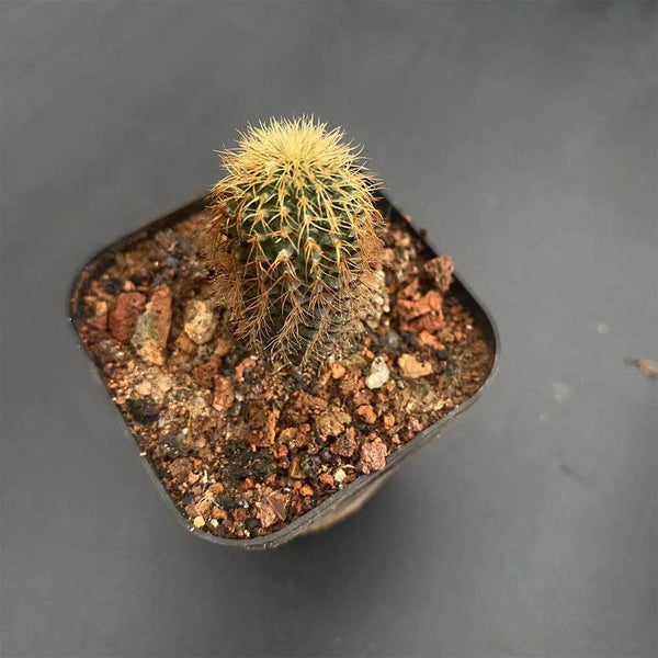 Frailea aurea, 2-3cm