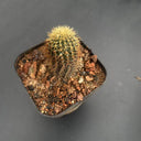 Frailea aurea, 2-3cm