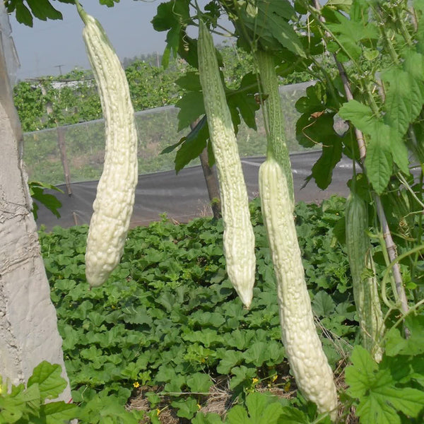 Chang Cui Yu Slender Bitter Melon, 5 Seeds