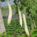 Chang Cui Yu Slender Bitter Melon, 5 Seeds
