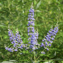 Chinese Chaste Tree Seeds, 100 Seeds