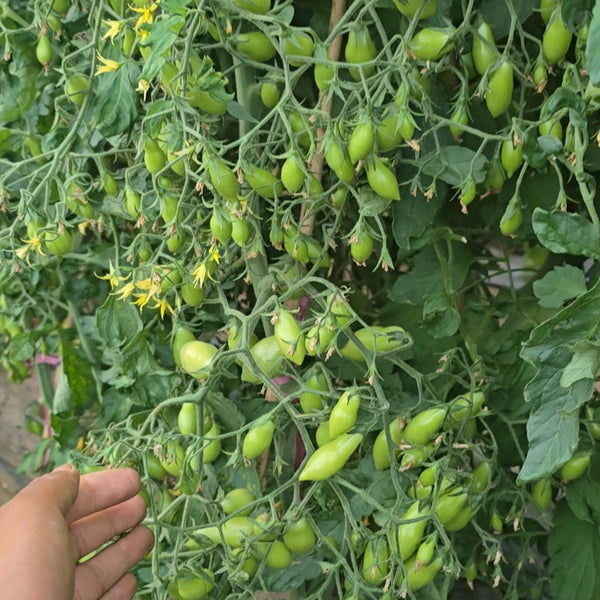 2025 Sweet Auntie F4 Tomato, 5 Seeds