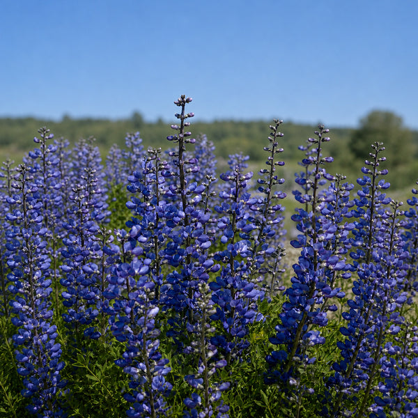 U2221 Blue False Indigo, 5 Seeds