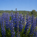 U2221 Blue False Indigo, 5 Seeds