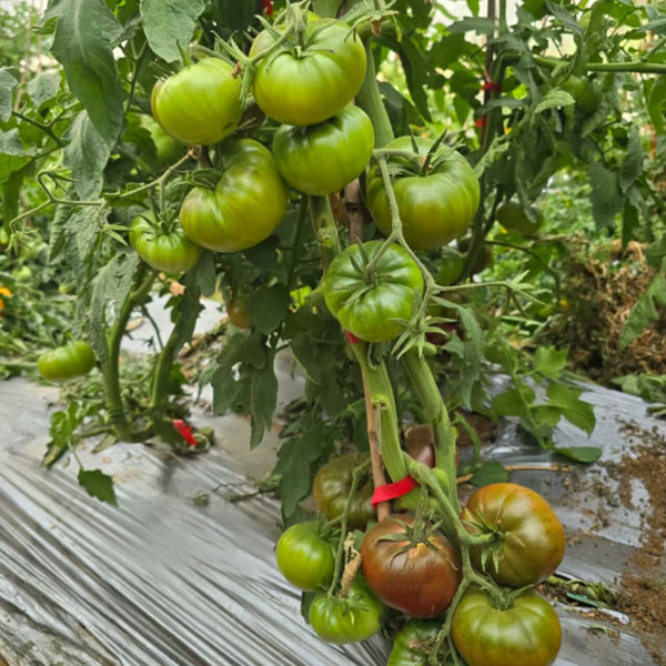 787 Chocolate Donut Tomato, 5 Seeds