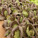 Purple-leaf Quick-growing Bok Choy Seeds, 10g
