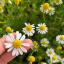 Oxeye Daisy Seeds, Pkt of 5000