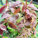 Hoya walliniana 'Dark Leaf Splash', 5 Cuttings