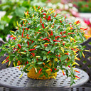 Colorful Chaotian Pepper Seeds, 100 Seeds