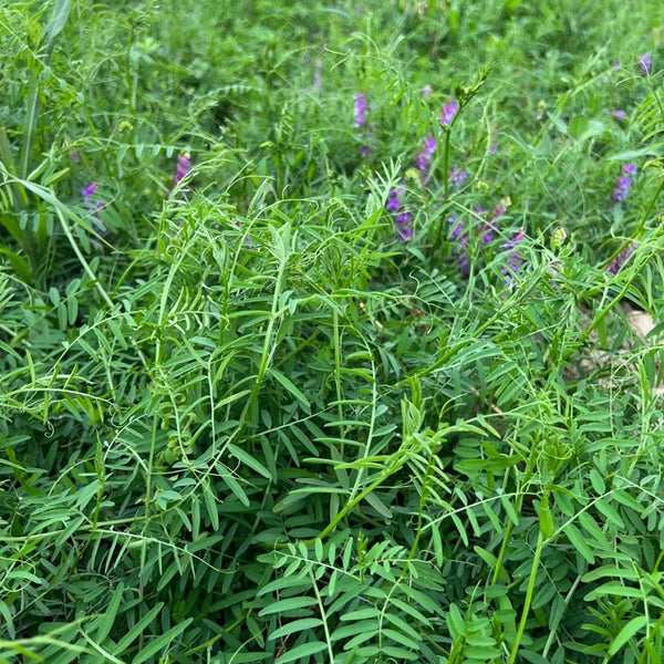 Long-haired Vetch, 500 Seeds