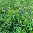 Long-haired Vetch, 500 Seeds